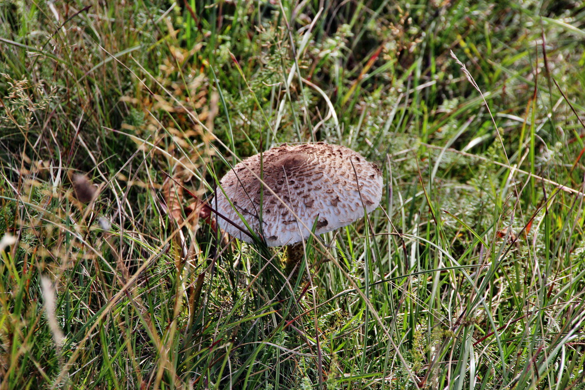 2013_09_24_00031268p_Bildgr��e �ndern