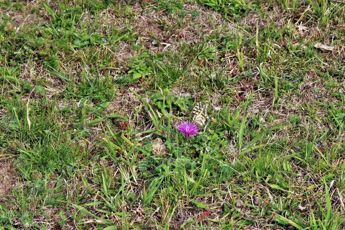 2013_09_24_00031339p_Bildgr��e �ndern