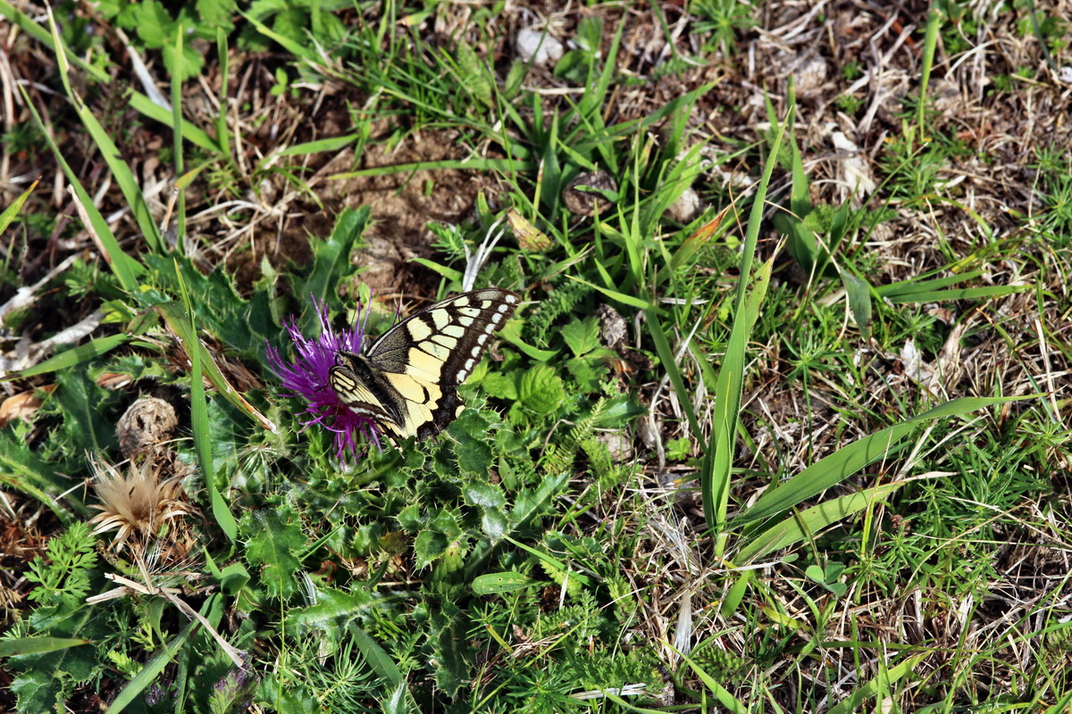 2013_09_24_00031350p_Bildgr��e �ndern