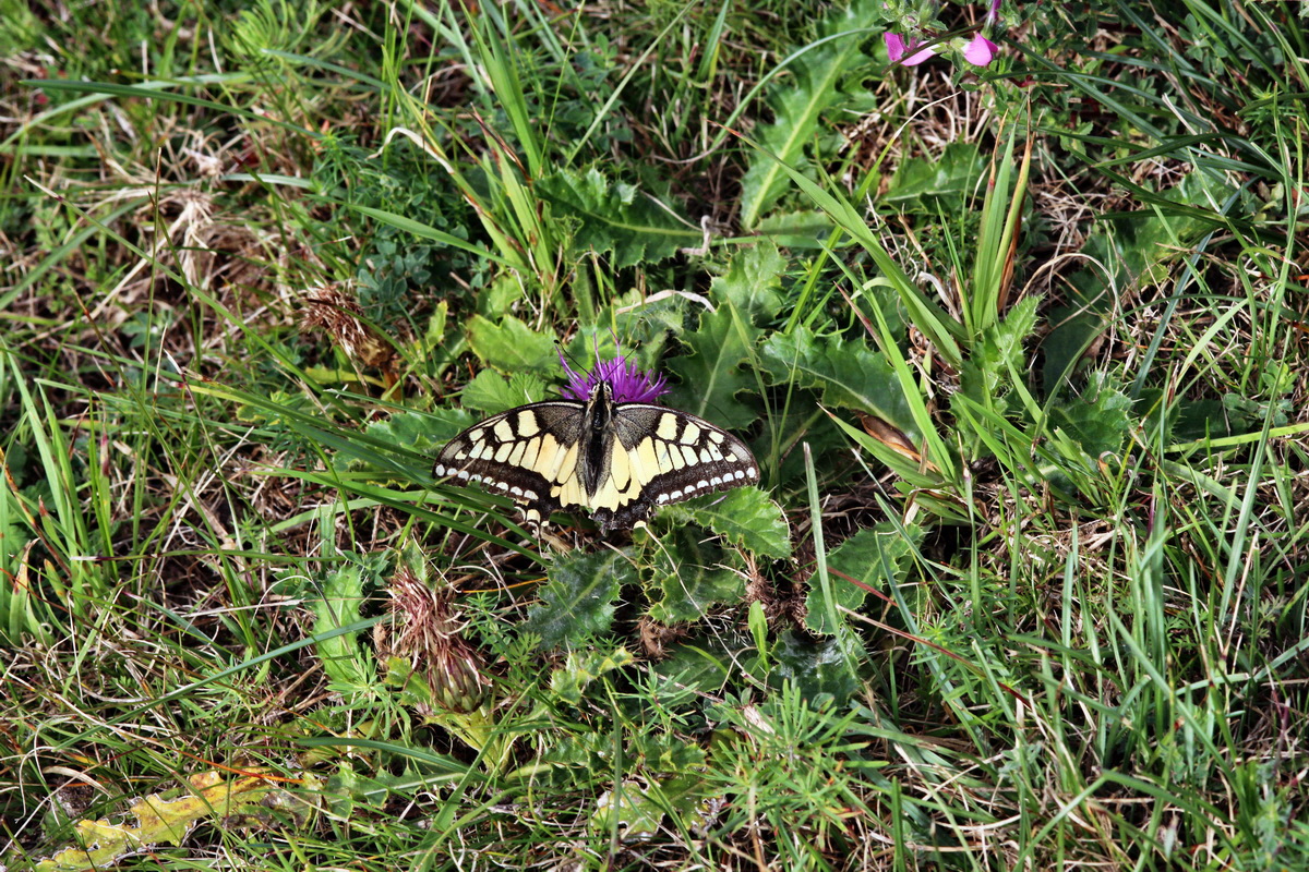 2013_09_24_00031365p_Bildgr��e �ndern