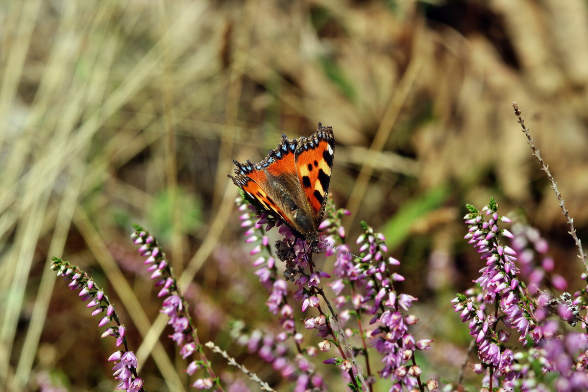 2013_08_11_00028475p_Bildgr��e �ndern