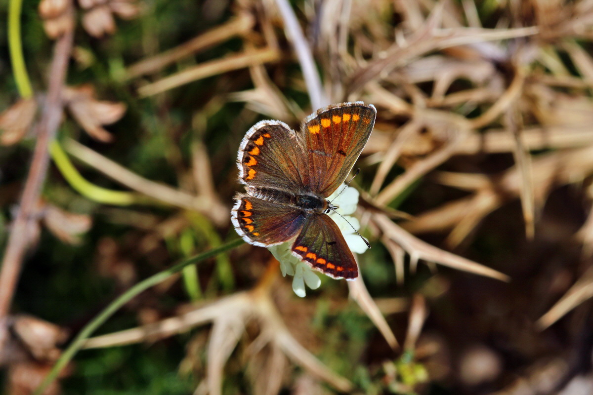 2013_08_11_00028486p_Bildgr��e �ndern