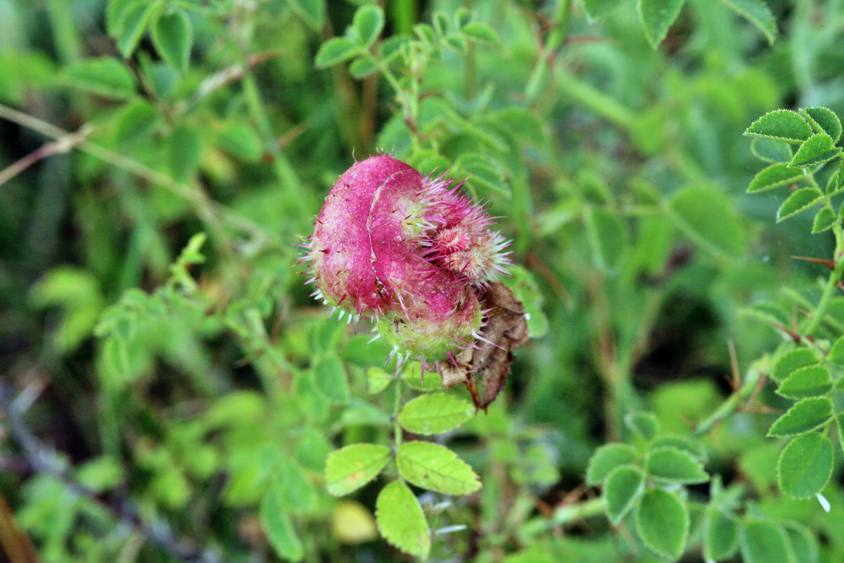 2013_08_11_00028547p_Bildgr��e �ndern