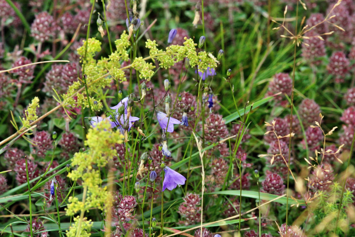 2013_08_11_00028554p_Bildgr��e �ndern