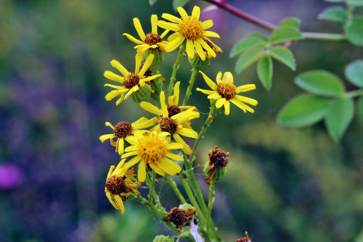 2013_08_11_00028557p_Bildgr��e �ndern