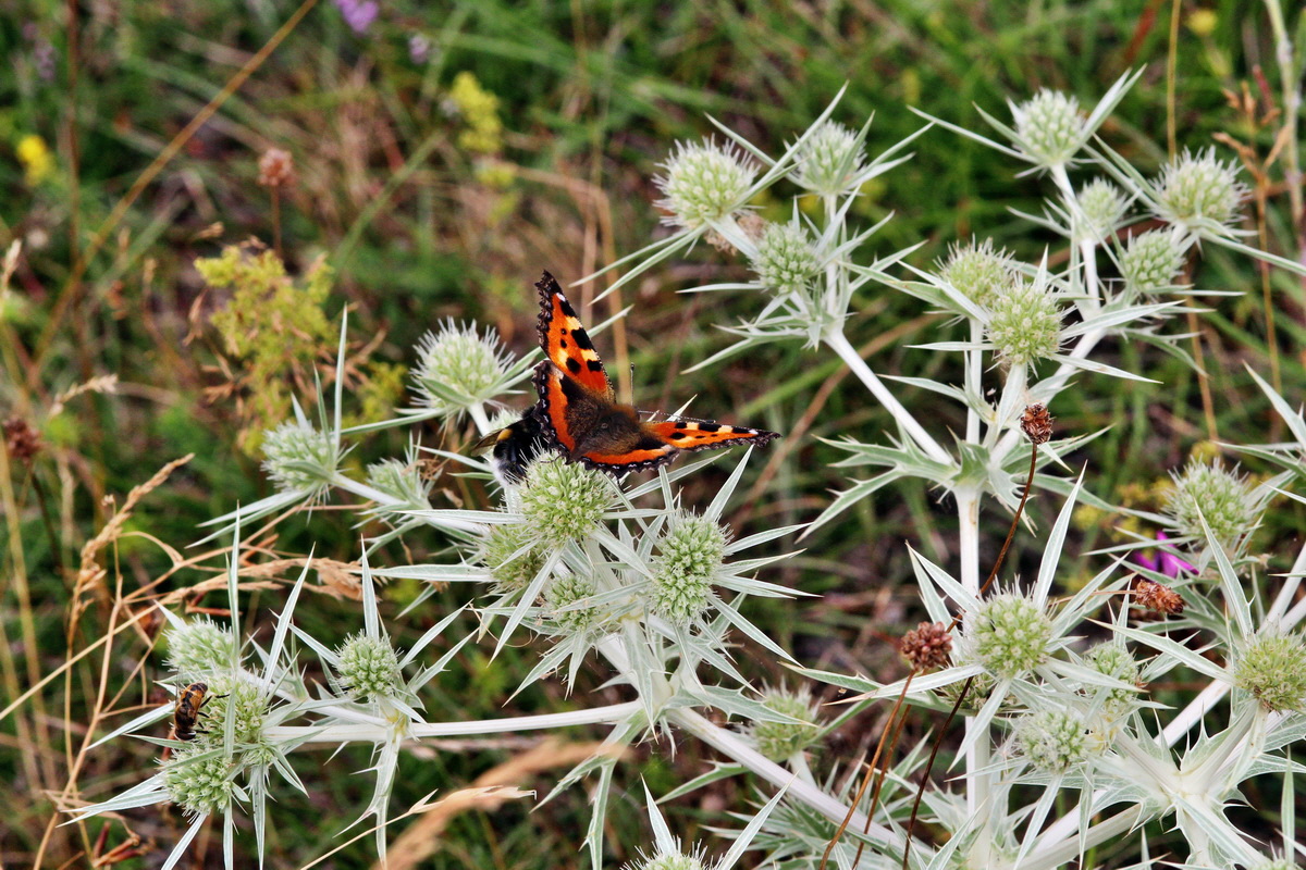 2013_08_11_00028622p_Bildgr��e �ndern