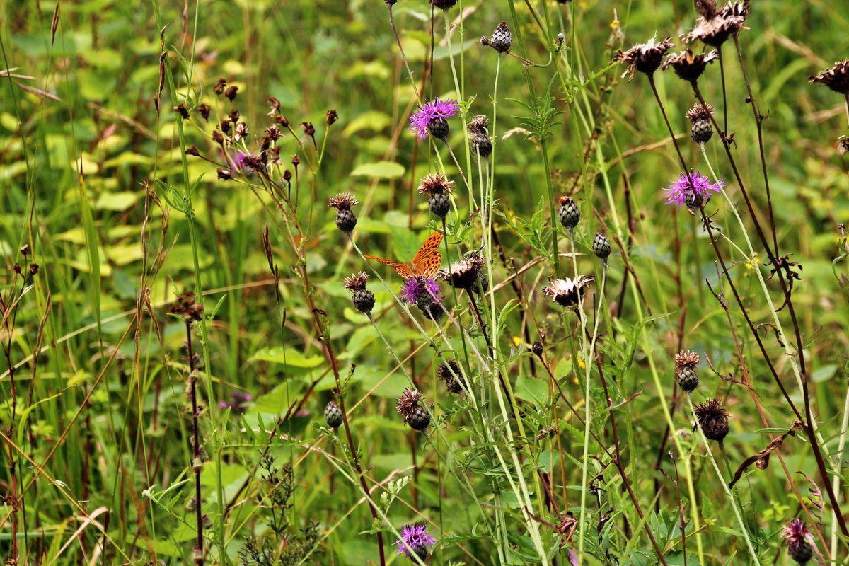 2013_08_12_00028826p_Bildgr��e �ndern