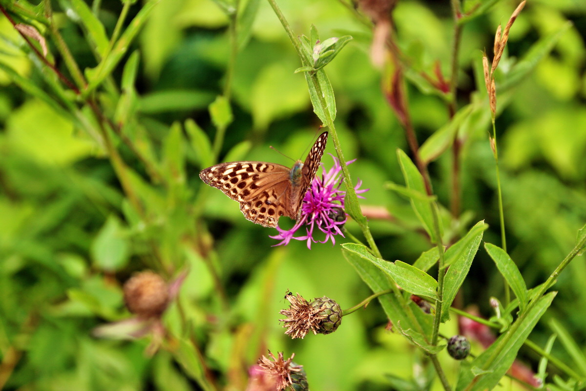 2013_08_12_00028833p_Bildgr��e �ndern