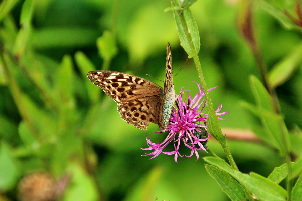 2013_08_12_00028842p_Bildgr��e �ndern