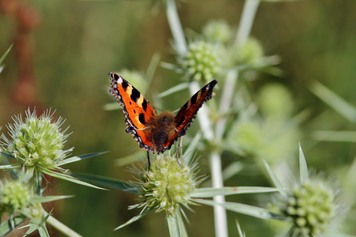 2013_08_16_00029040p_Bildgr��e �ndern