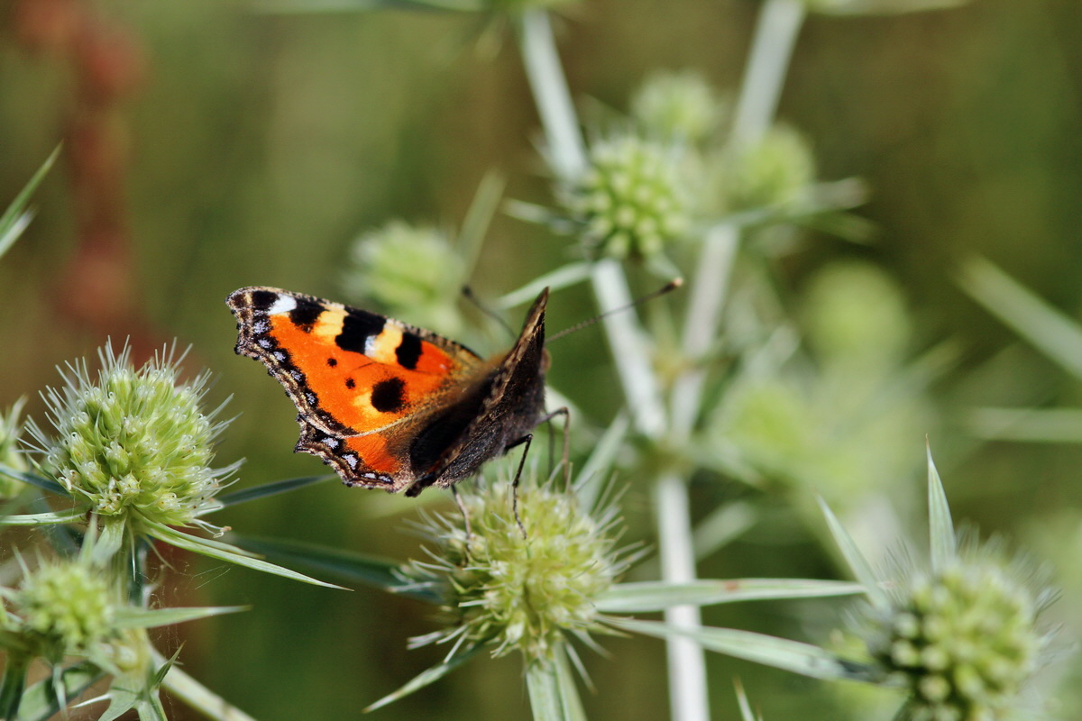 2013_08_16_00029045p_Bildgr��e �ndern