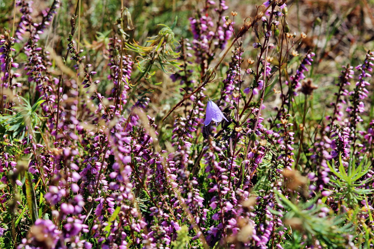 2013_08_16_00029091p_Bildgr��e �ndern