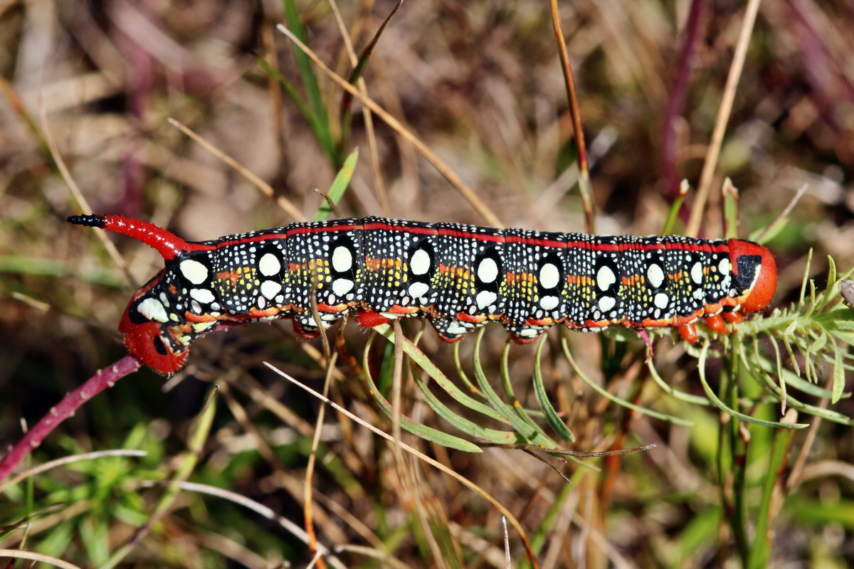 2013_08_16_00029125p_Bildgr��e �ndern