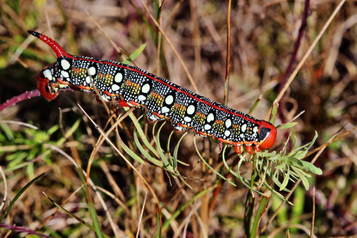 2013_08_16_00029134p_Bildgr��e �ndern