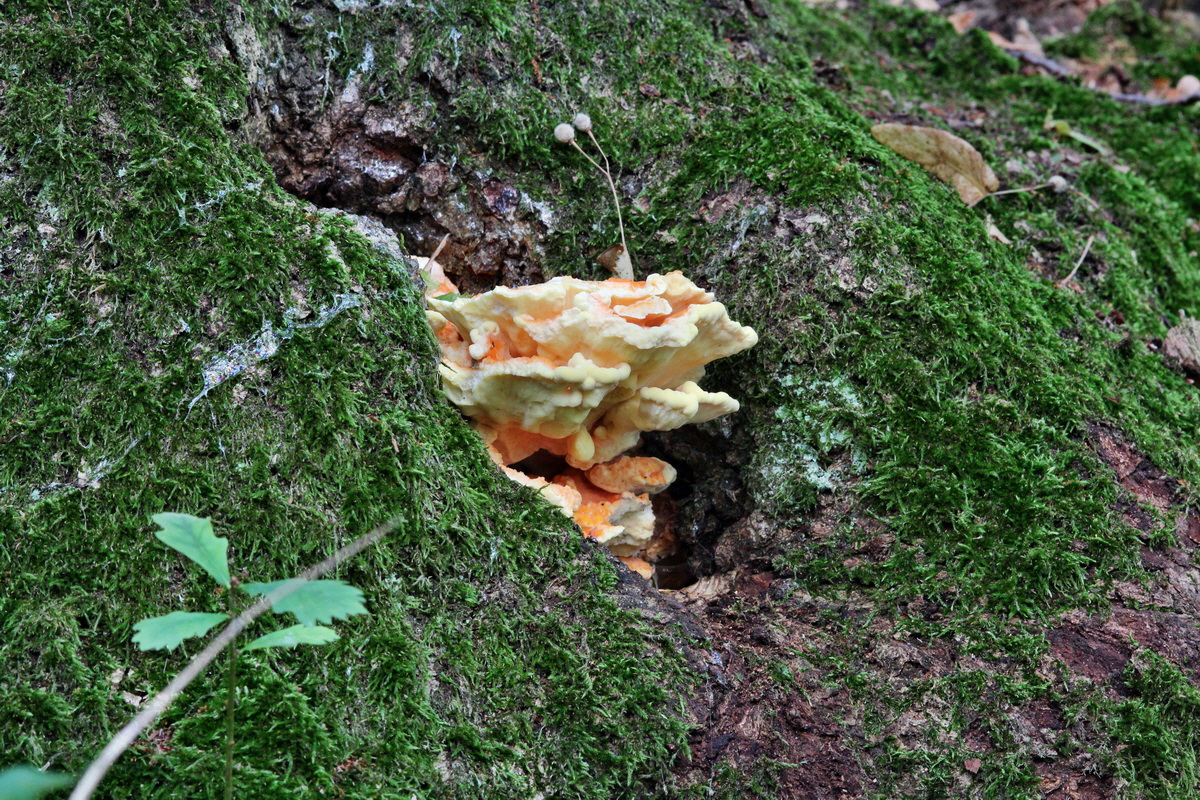 IMG_2013_08_21_016648p_Bildgr��e �ndern