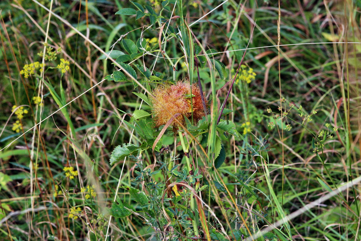 IMG_2013_08_21_016696p_Bildgr��e �ndern