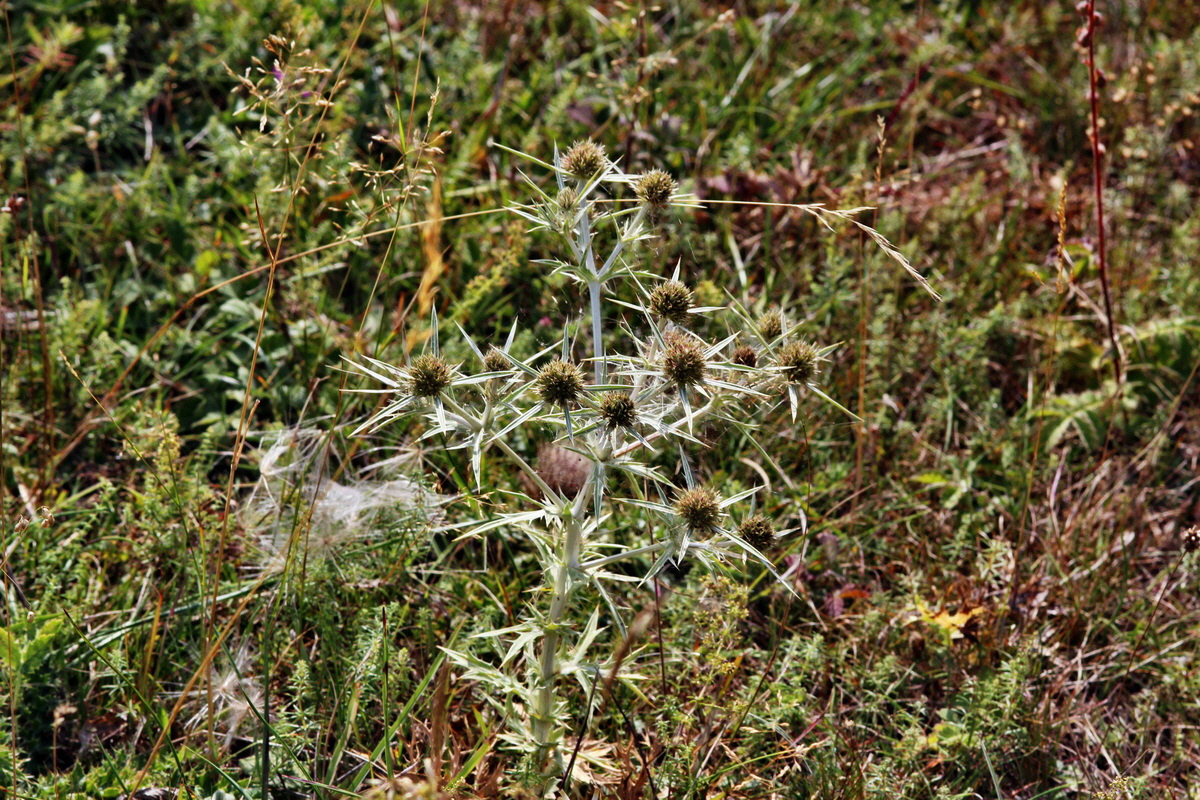 2013_08_26_00029267p_Bildgr��e �ndern