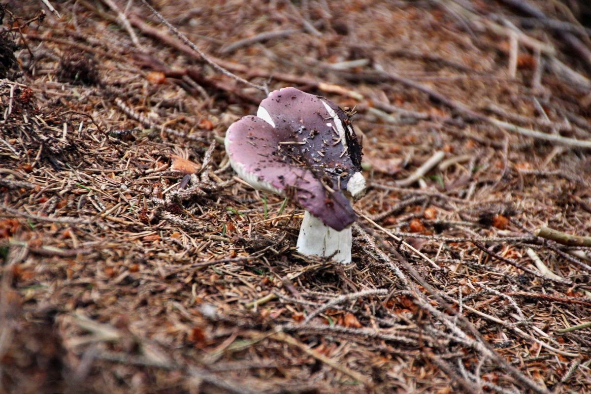 2013_08_27_00029481p_Bildgr��e �ndern