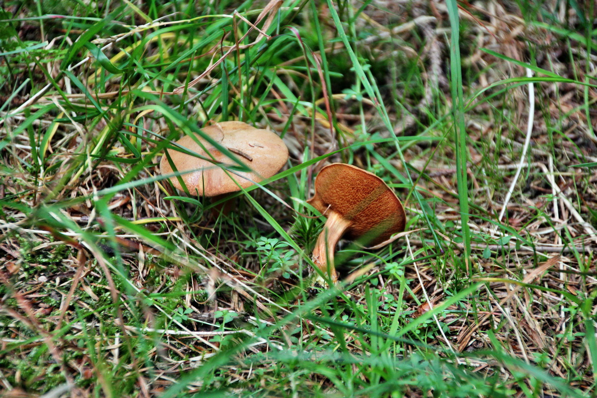 2013_08_27_00029507p_Bildgr��e �ndern