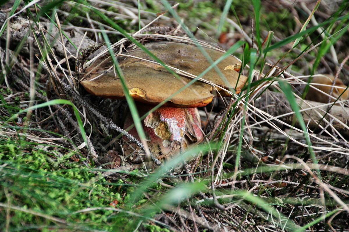 2013_08_27_00029555p_Bildgr��e �ndern