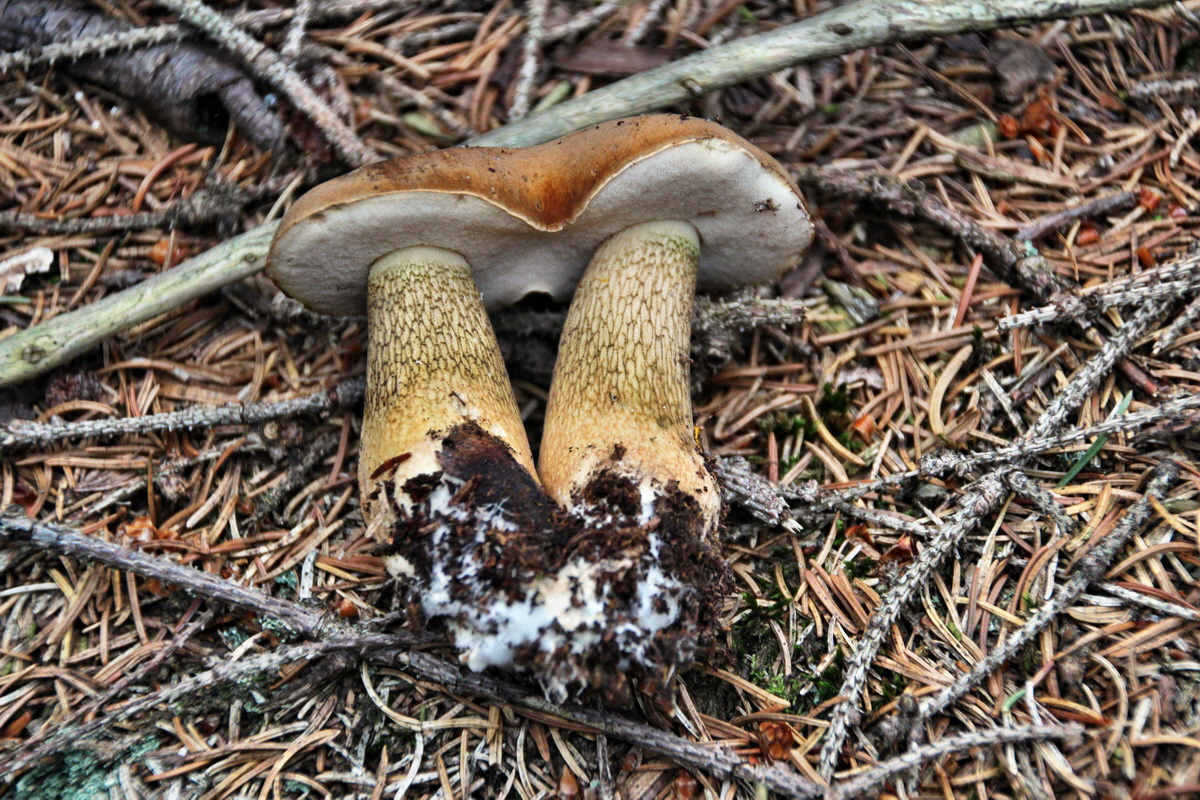 2013_08_27_00029637p_Bildgr��e �ndern