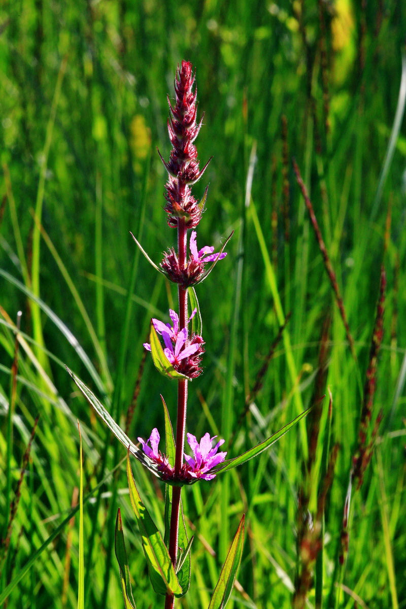 2013_07_01_00025603p_Bildgr��e �ndern