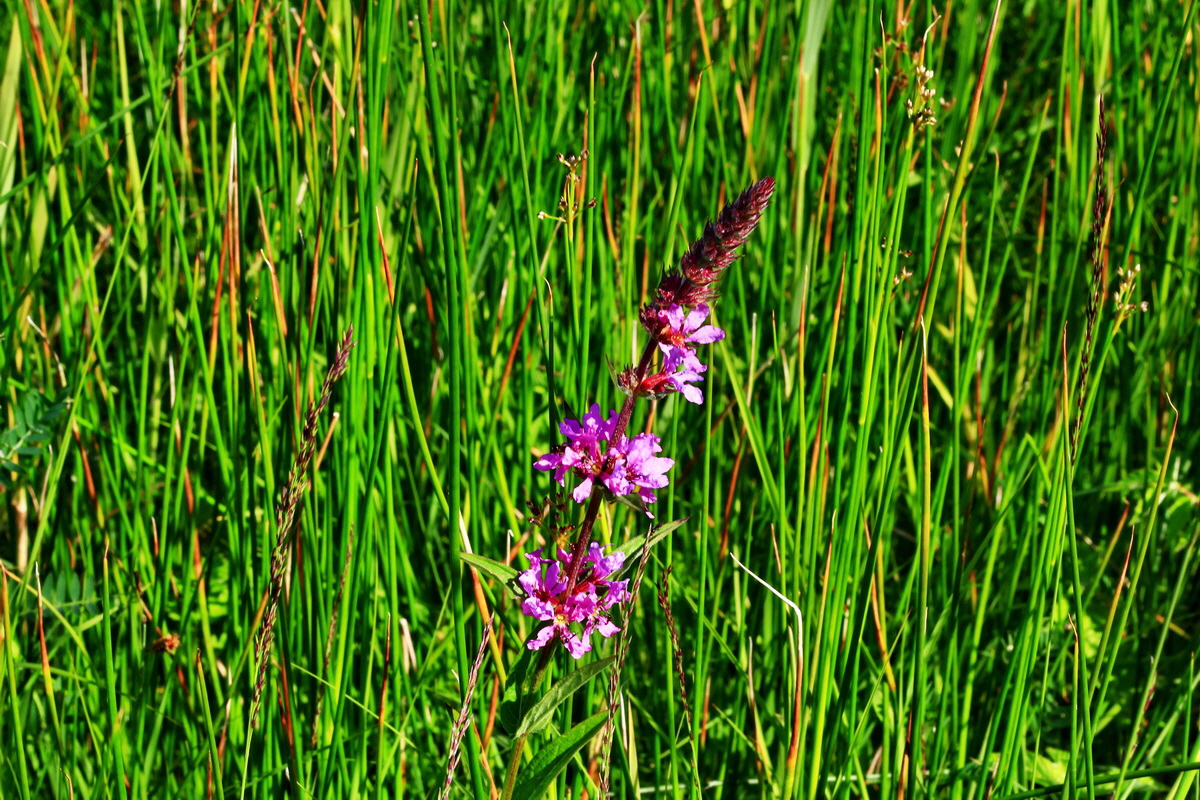 2013_07_01_00025711p_Bildgr��e �ndern