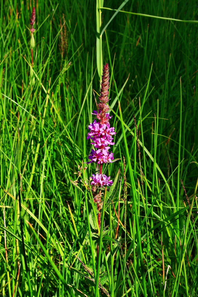 2013_07_01_00025717p_Bildgr��e �ndern