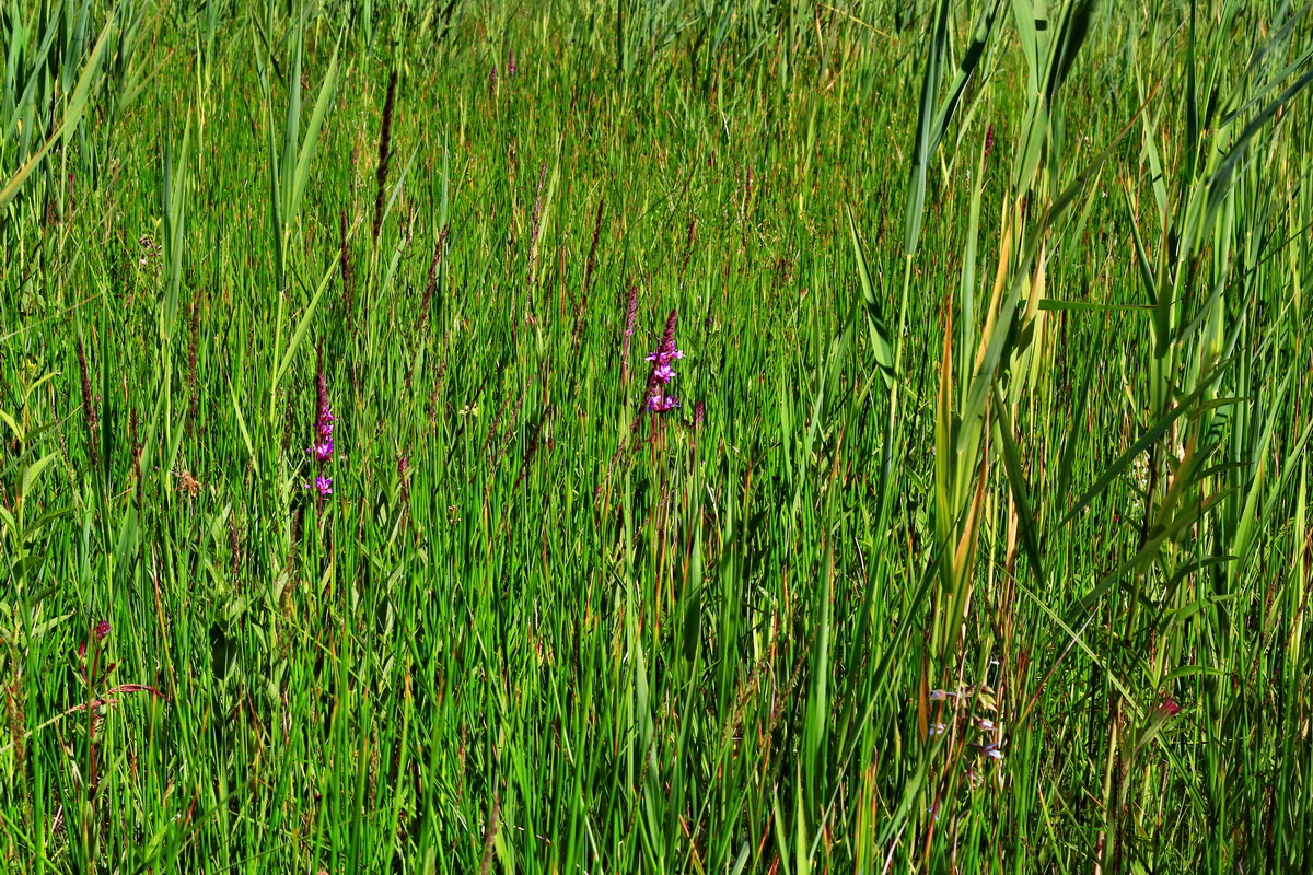 2013_07_01_00025723p_Bildgr��e �ndern