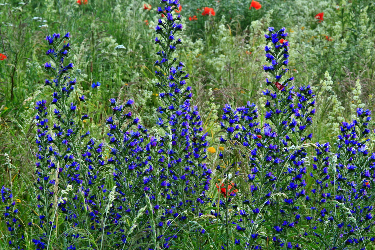 2013_07_02_00026019p_Bildgr��e �ndern