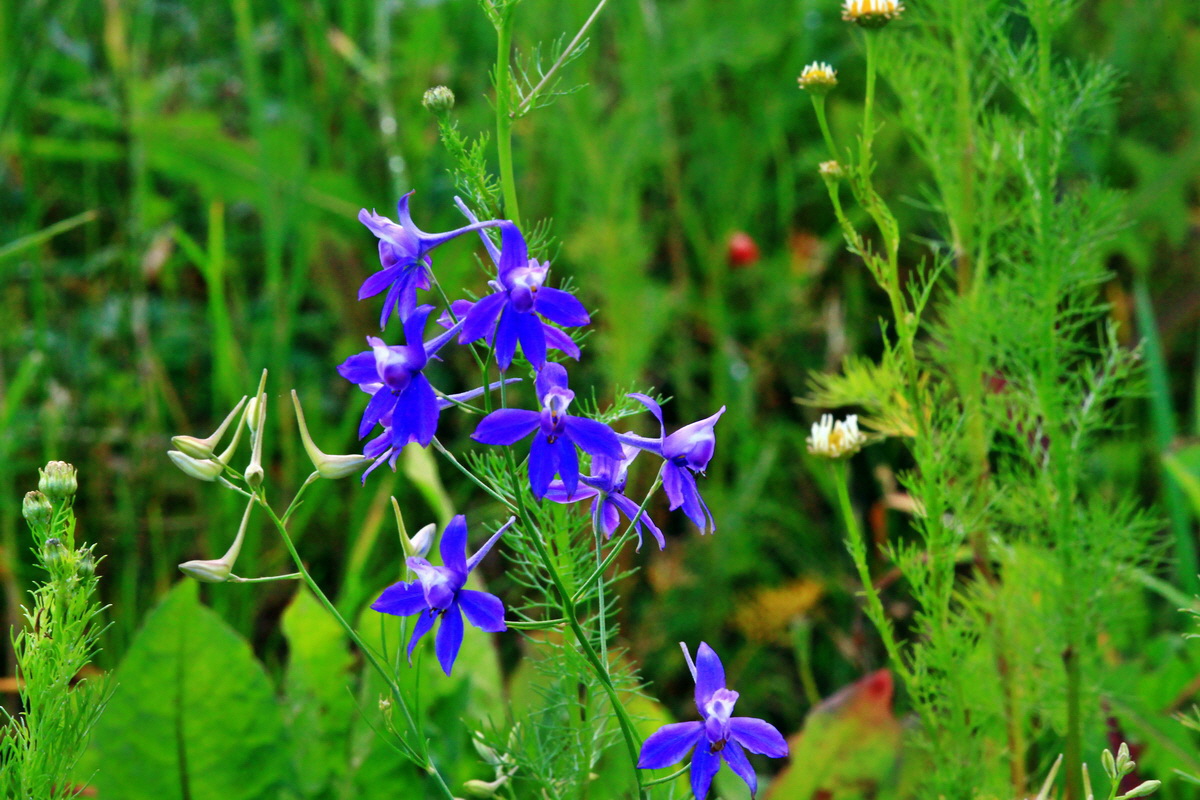 2013_07_02_00026024p_Bildgr��e �ndern