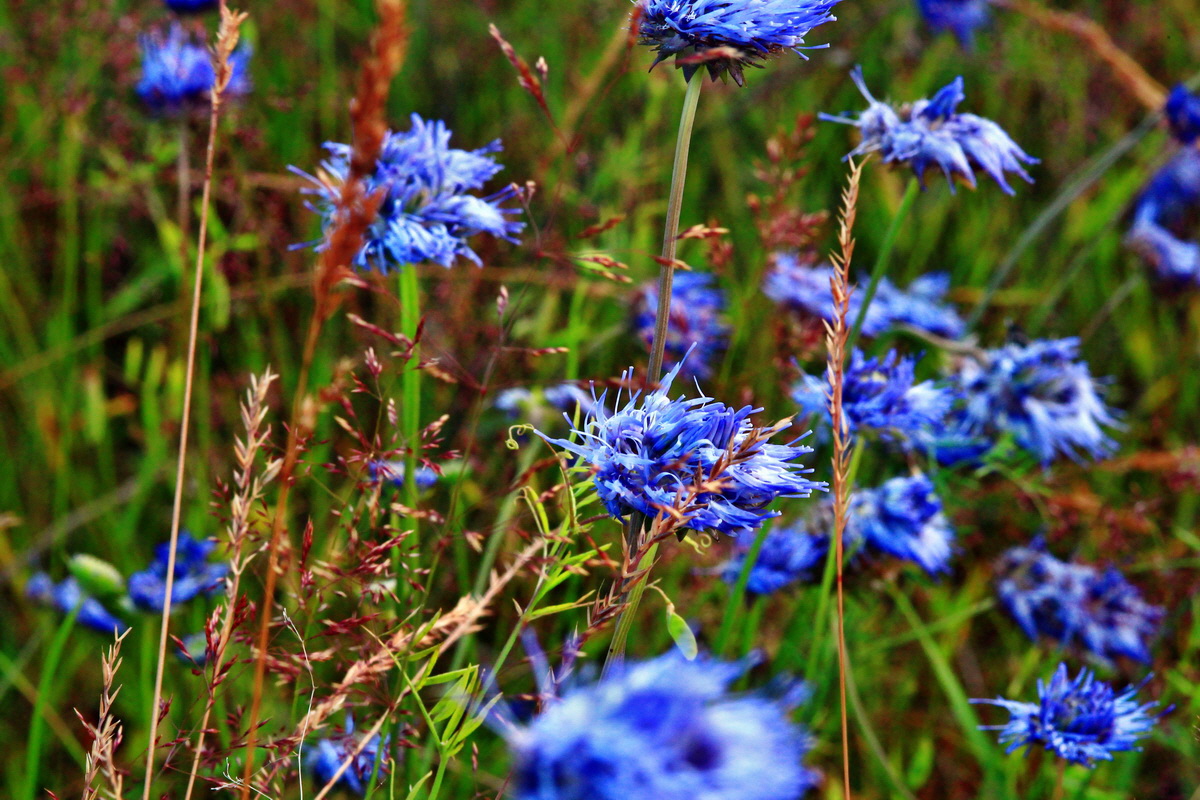 2013_07_02_00026029p_Bildgr��e �ndern