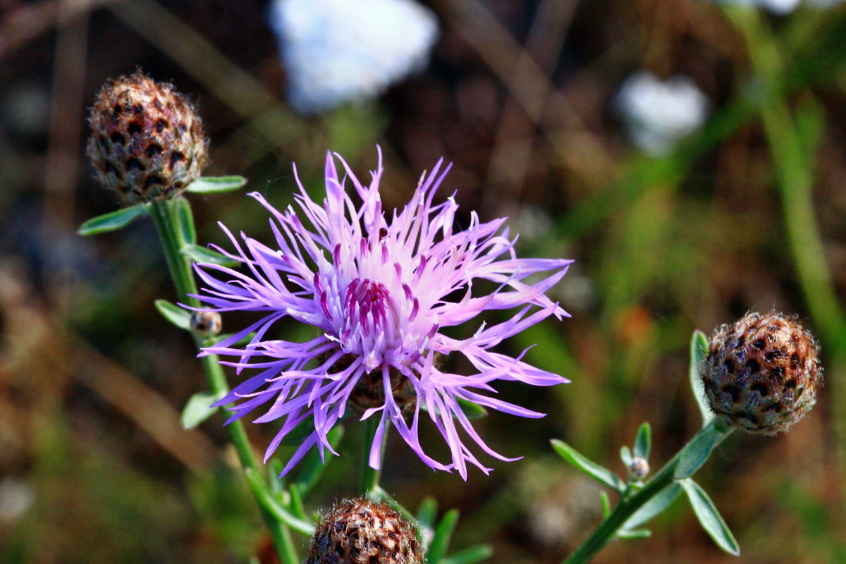 2013_07_02_00026045p_Bildgr��e �ndern