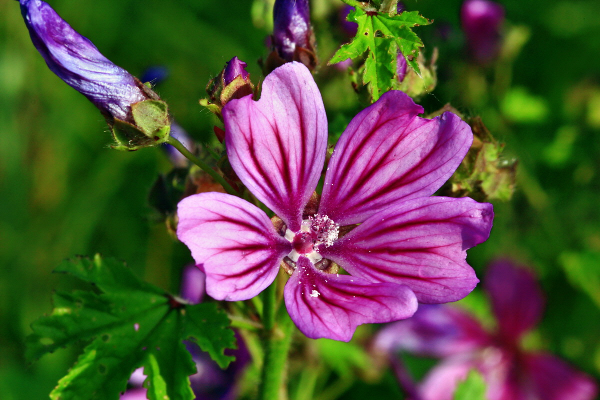 2013_07_02_00026062p_Bildgr��e �ndern