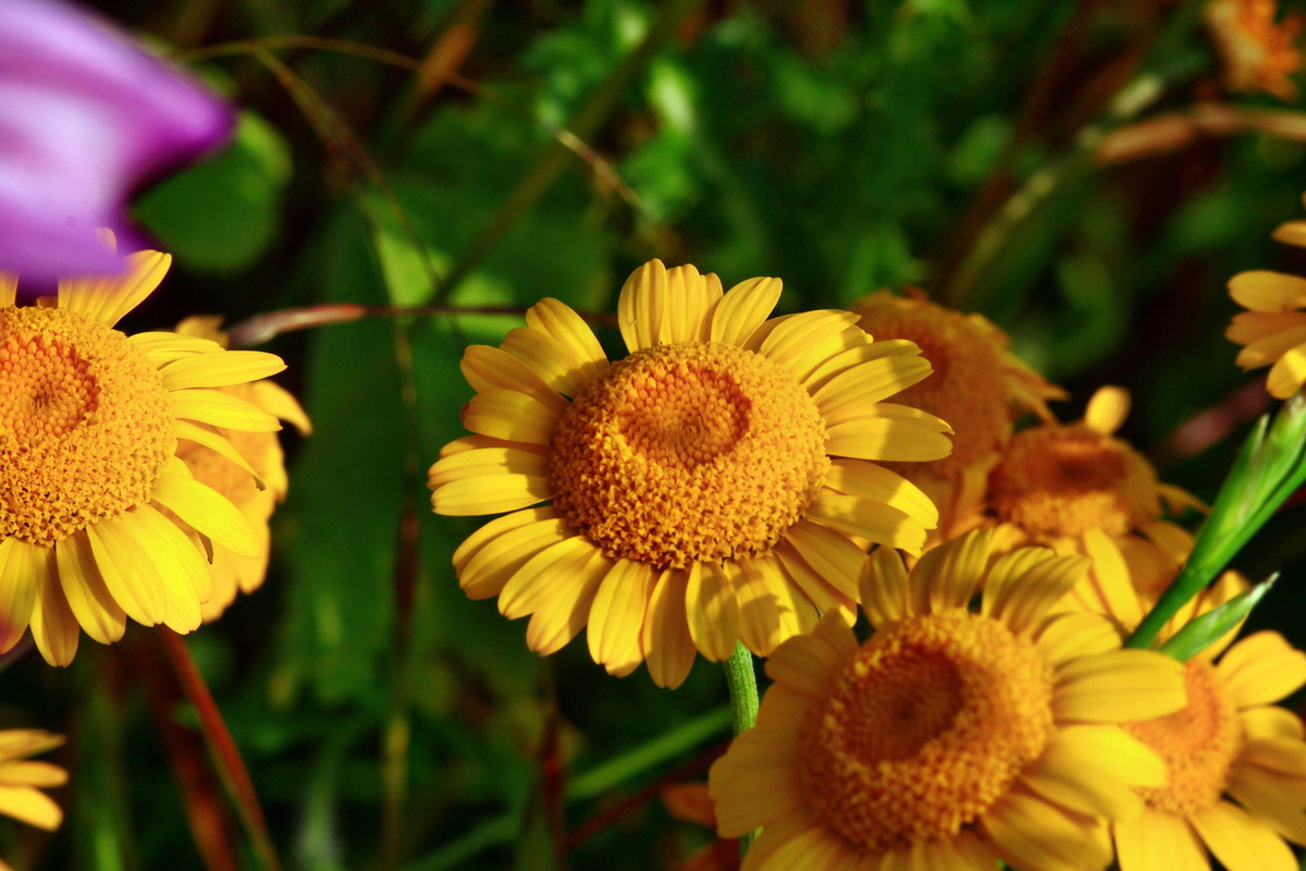 2013_07_02_00026069p_Bildgr��e �ndern