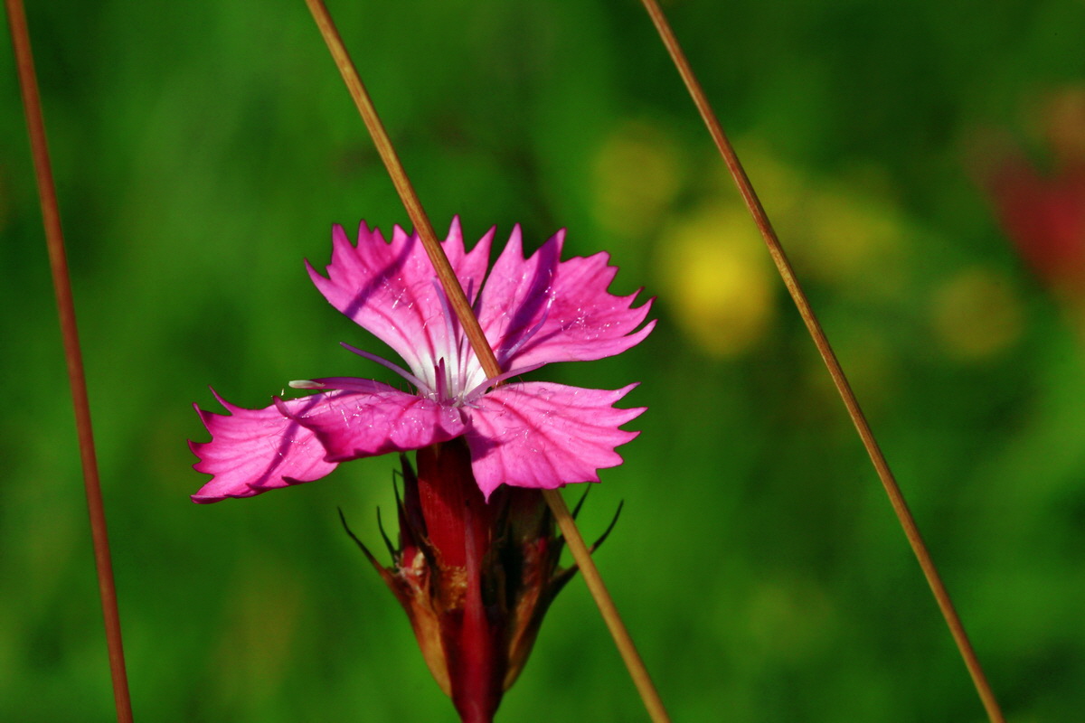 2013_07_02_00026088p_Bildgr��e �ndern