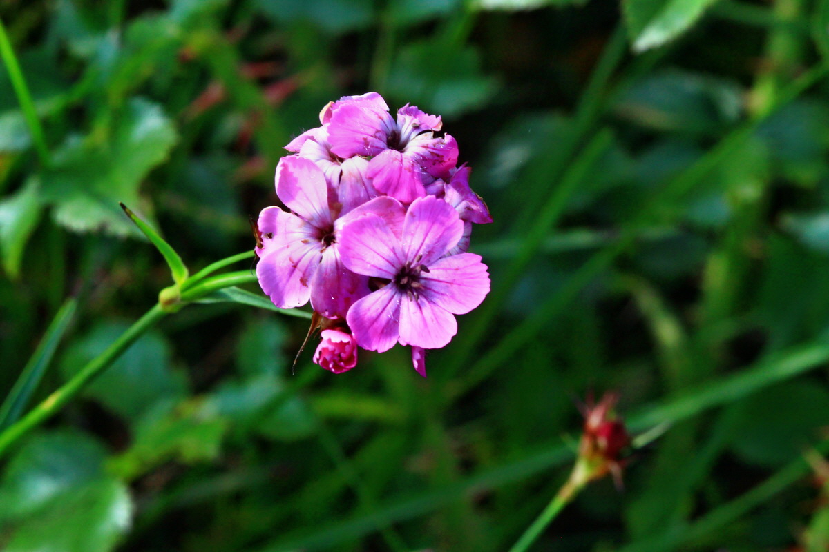 2013_07_02_00026131p_Bildgr��e �ndern