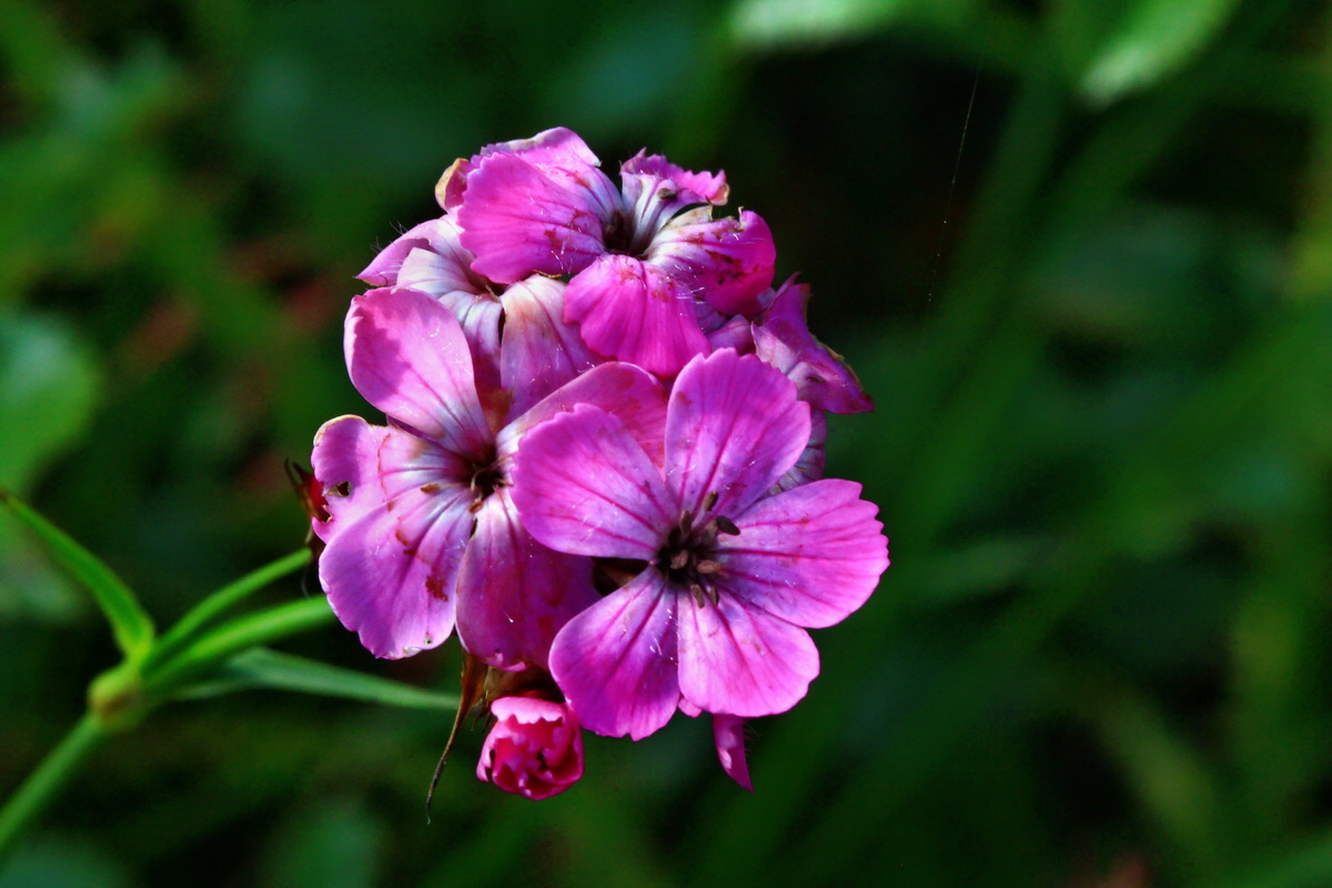 2013_07_02_00026136p_Bildgr��e �ndern