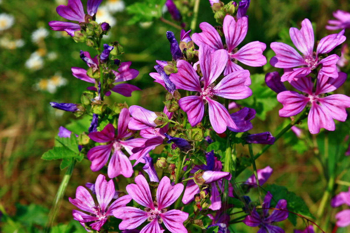 2013_07_02_00026153p_Bildgr��e �ndern