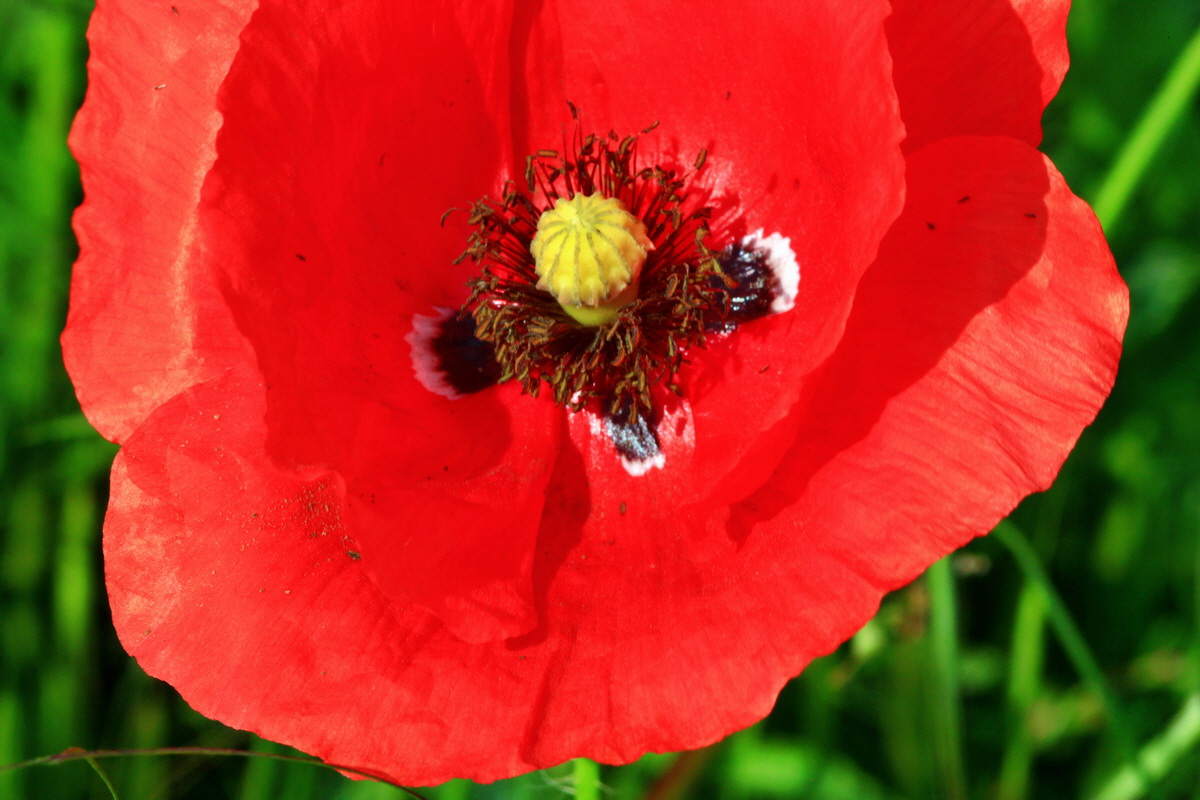 2013_07_02_00026173p_Bildgr��e �ndern