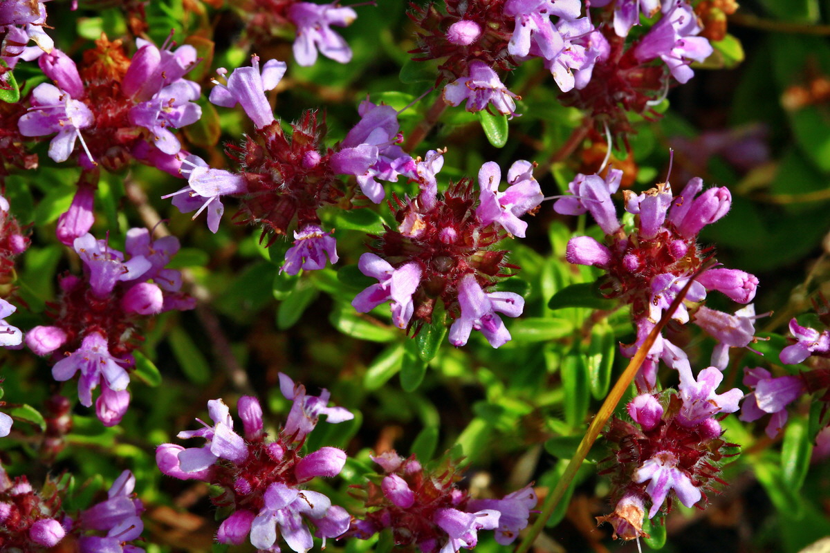 2013_07_02_00026181p_Bildgr��e �ndern