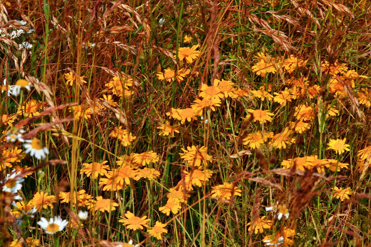 2013_07_02_00026190p_Bildgr��e �ndern