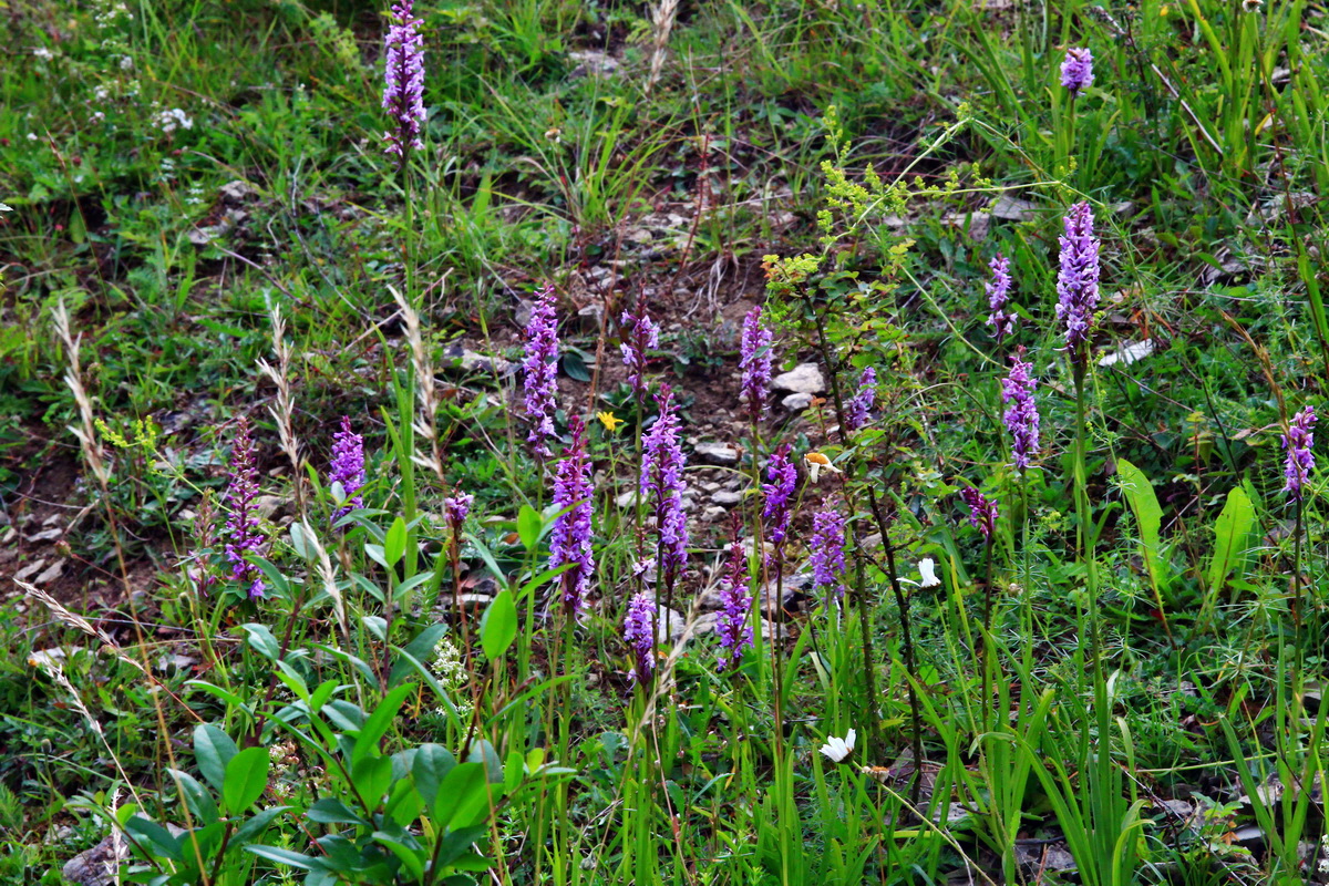 2013_07_03_00026203p_Bildgr��e �ndern