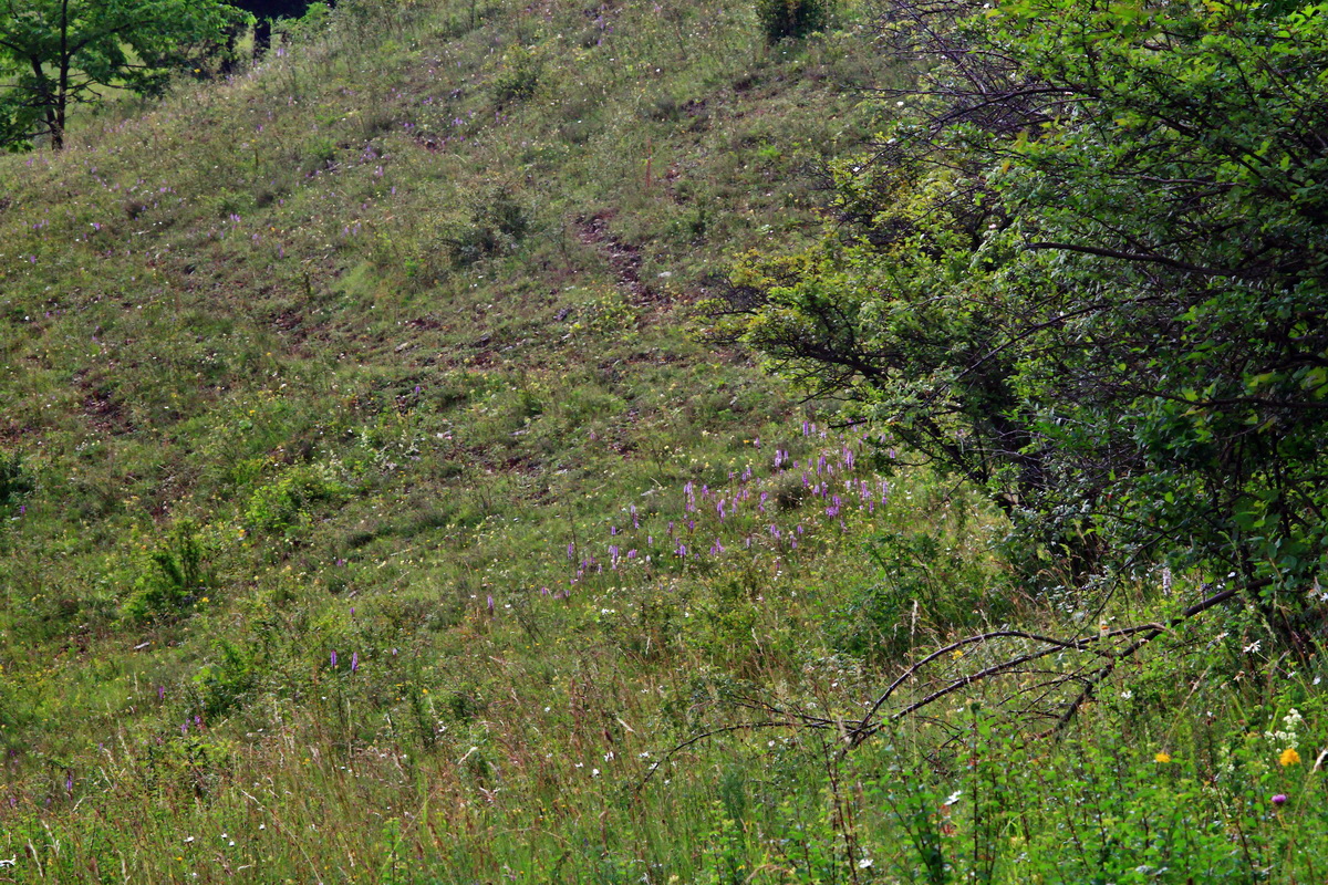 2013_07_03_00026213p_Bildgr��e �ndern