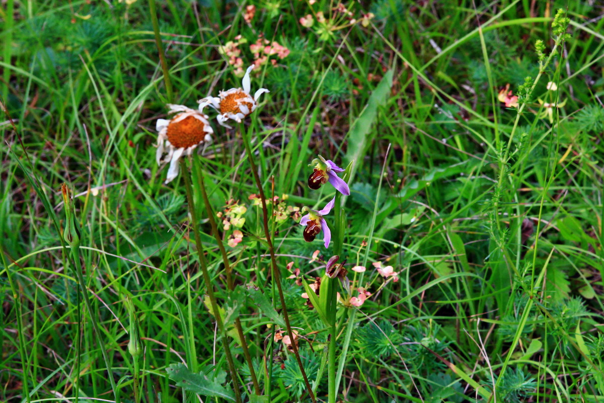 2013_07_03_00026234p_Bildgr��e �ndern