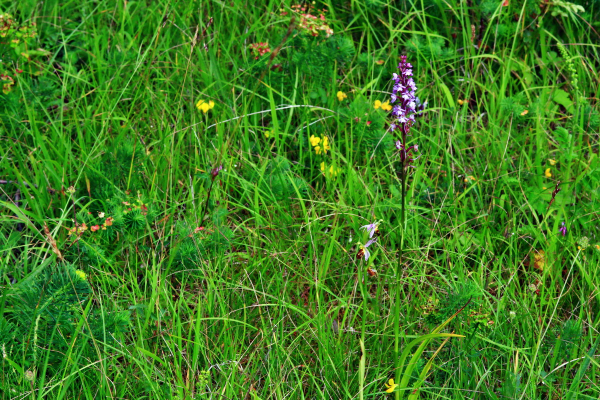 2013_07_03_00026254p_Bildgr��e �ndern