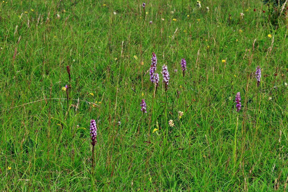 2013_07_03_00026274p_Bildgr��e �ndern