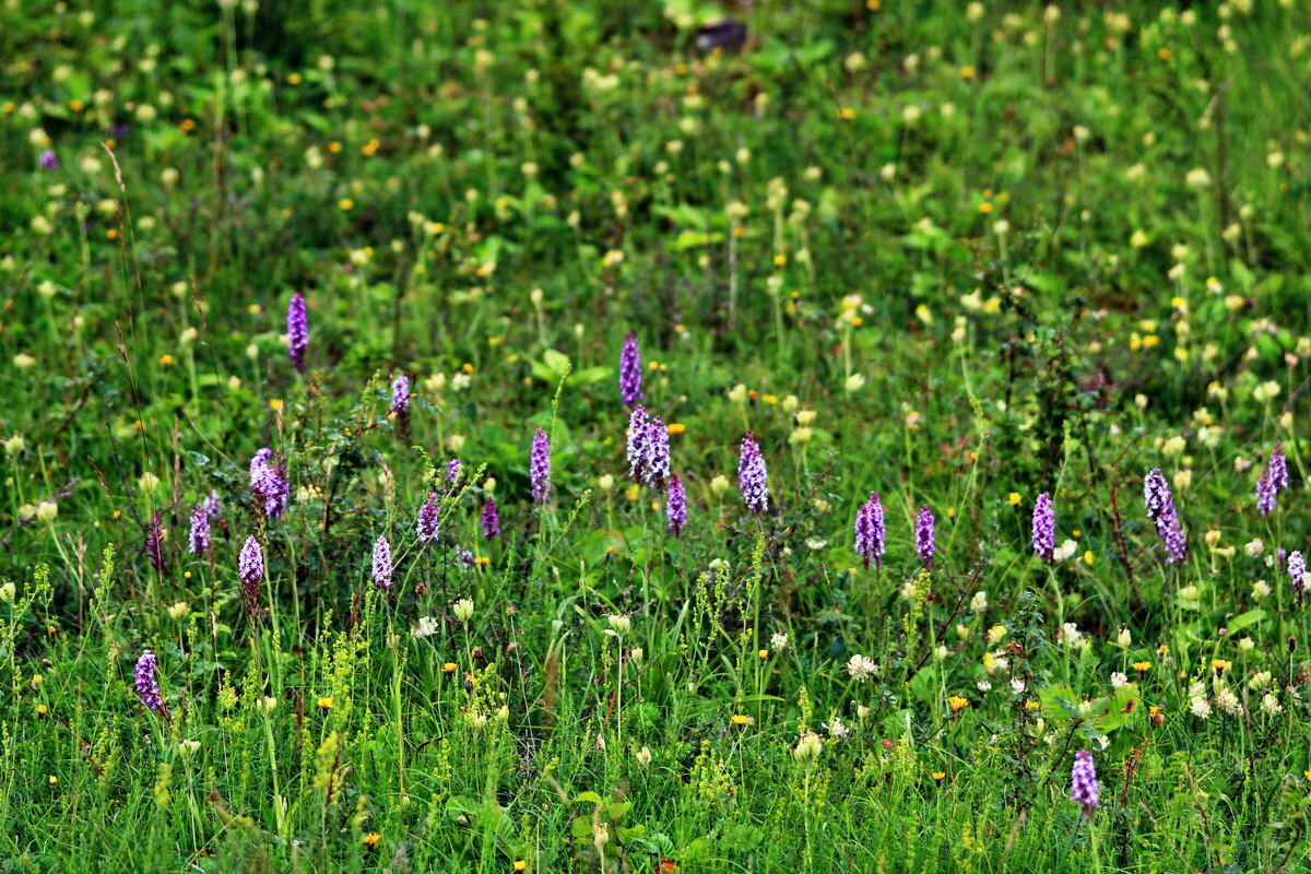 2013_07_03_00026315p_Bildgr��e �ndern