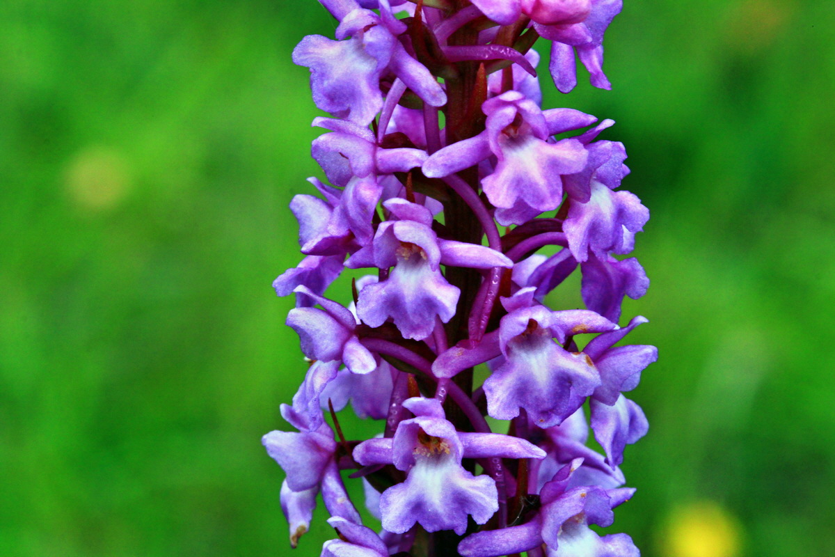 2013_07_03_00026321p_Bildgr��e �ndern