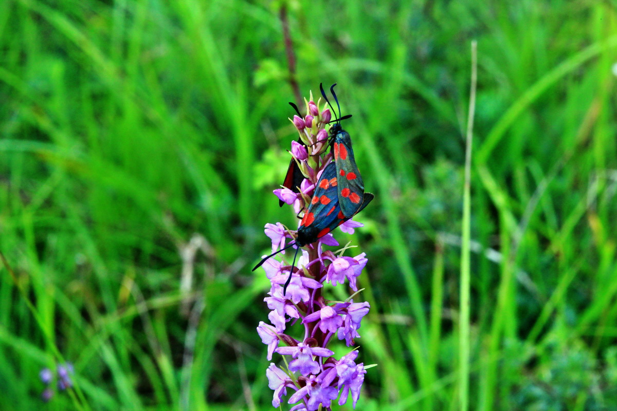 2013_07_03_00026326p_Bildgr��e �ndern